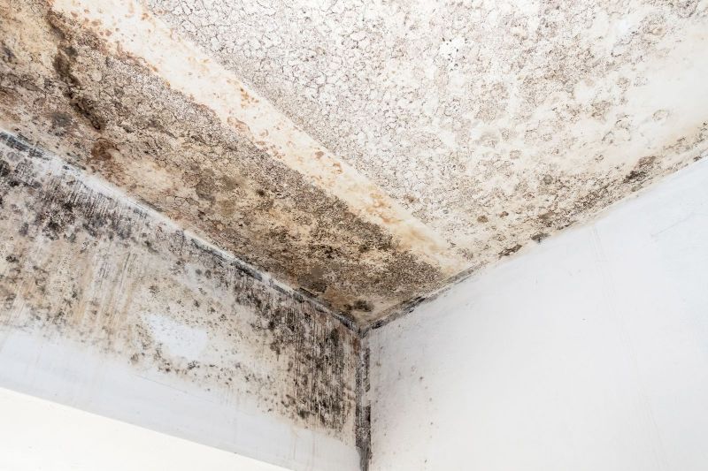 Mold Remediation 101: Understanding the Risks and How to Deal with Them